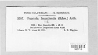 Puccinia impatientis image